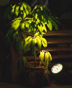 solar spotlights