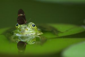 solar power pond
